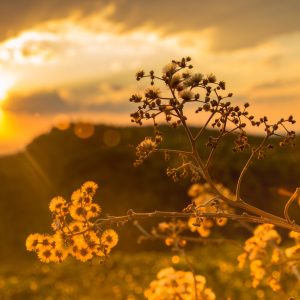 Real Estate Videography